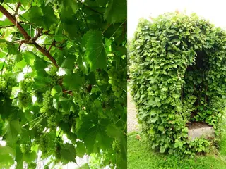 Kenilworth Garden Accommodation 4