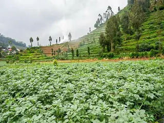 Formerly RedDoorz @ Gerbang Dieng Plateau Area 3
