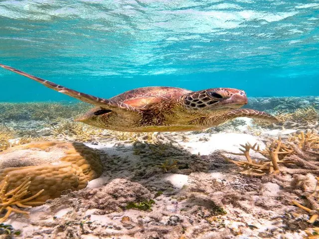 Heron Island Resort