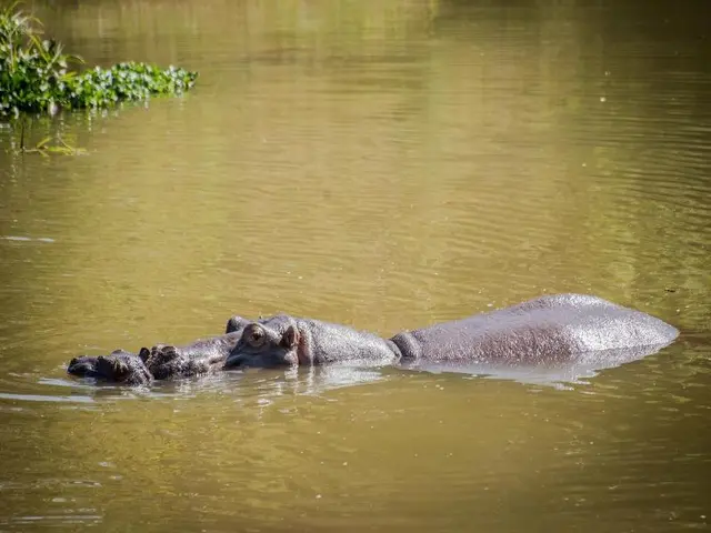 Maramba River Lodge