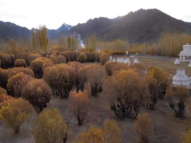 The Postcard In The Himalayan Willows
