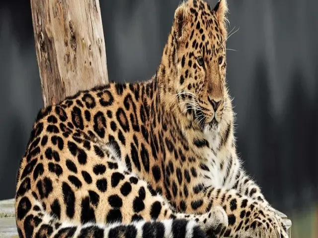 Hex Wildlife Hotel