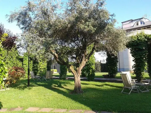 Aurelia