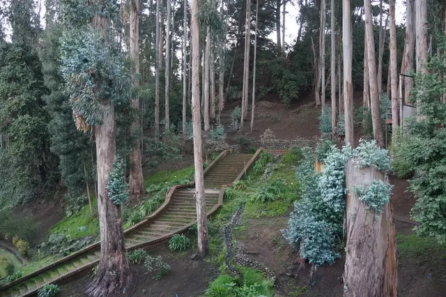 Bosque de Reñaca