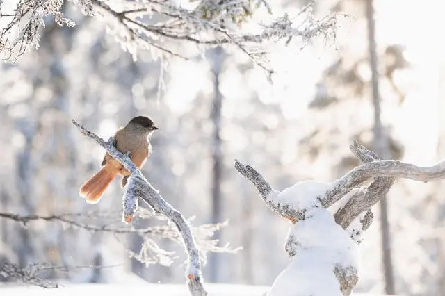 Lapland Hotels Luostotunturi & Amethyst Spa