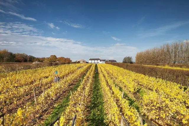 Llanerch Vineyard