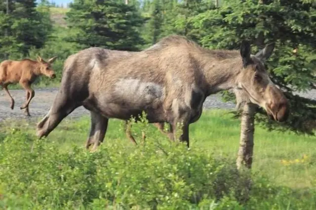 Denali Park