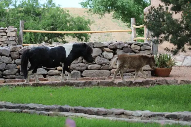 Cibolo Creek Ranch