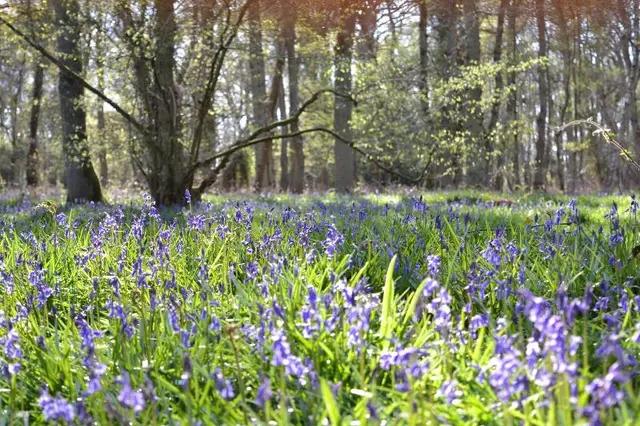 The Kingsley at Eversley