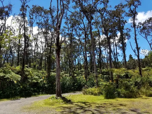 Volcano Forest Inn