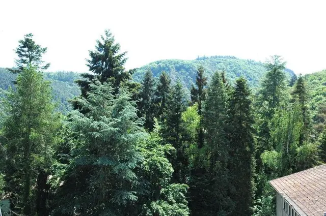 Engel