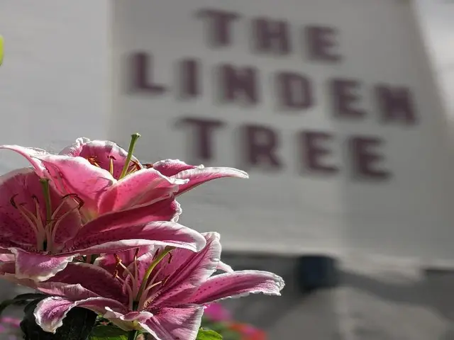 Linden Tree - Inn
