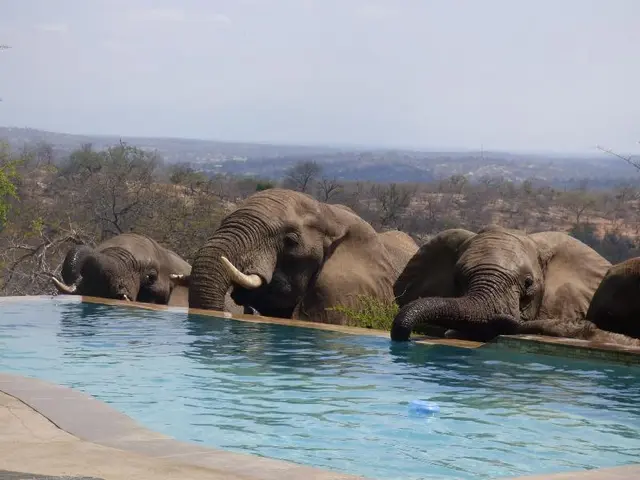 Mbizi Bush Lodge