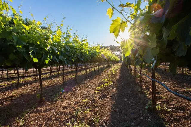 Tenuta del Barco
