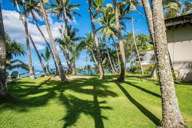 Fiji Palms
