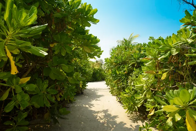 Dhigufaru Island Resort