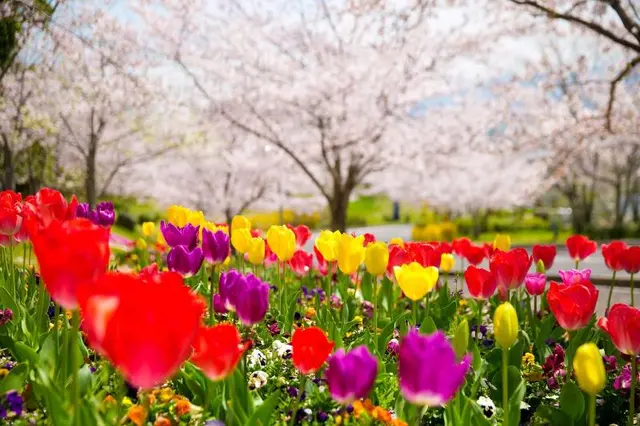 Tresta Shirayama