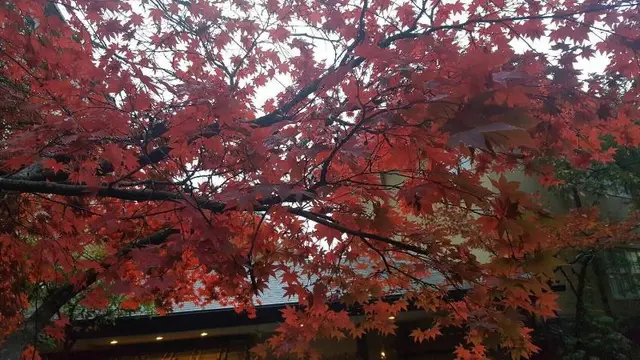 Kinosato Yamanoyu