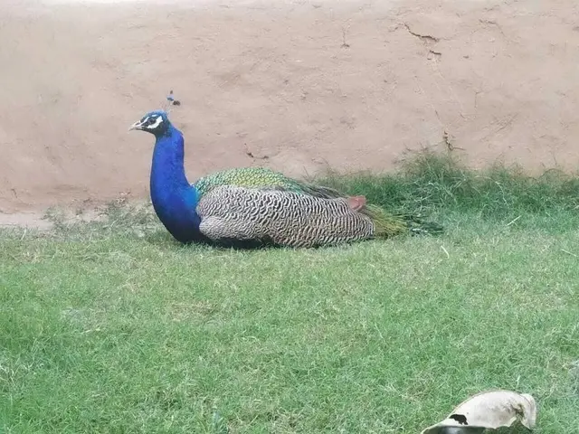Anuraag Villa
