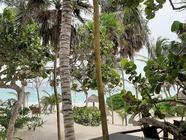 Bt Live Tulum