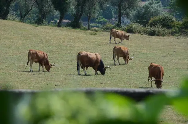 Quinta Do Rapozinho