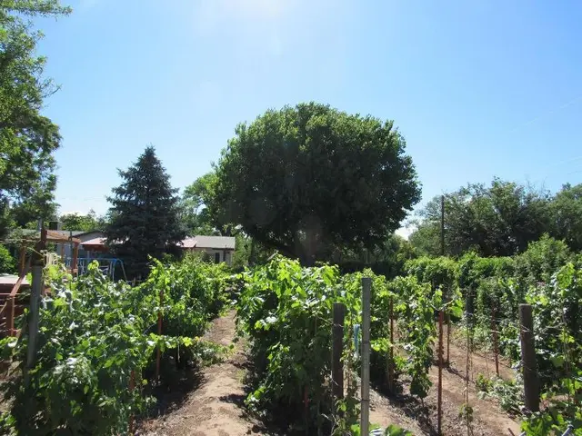 Red Horse Vineyard Bed & Breakfast