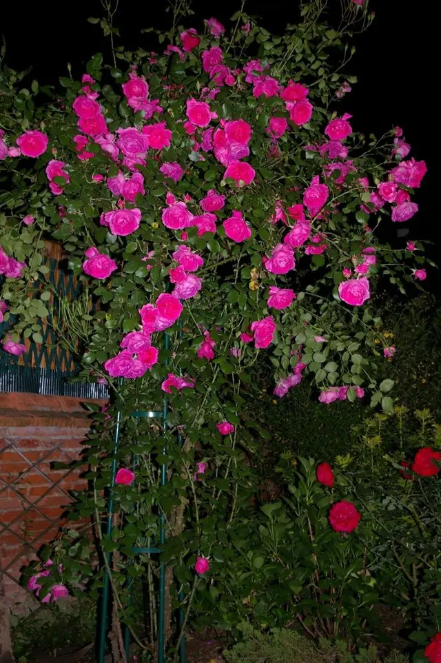 La Cognee
