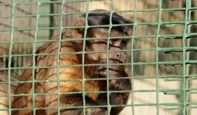Emahlathini Guest & Monkey Farm