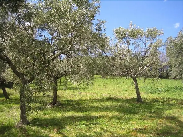 Villa Capodarco B&B