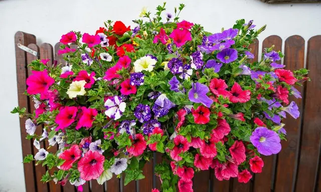 Carragh House B&B