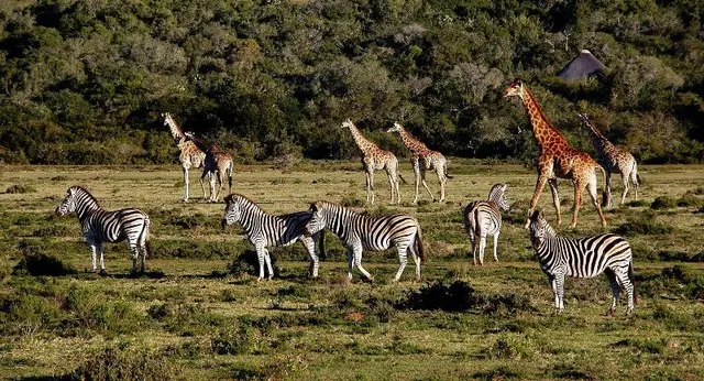 Elephants Lodge - Bellevue Forest Reserve