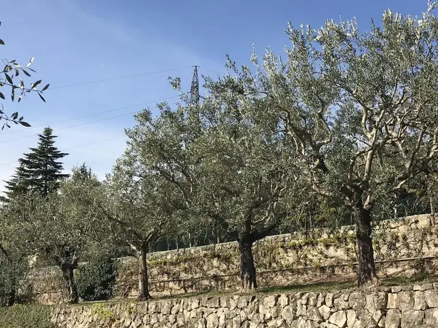 Valpolicella Hills