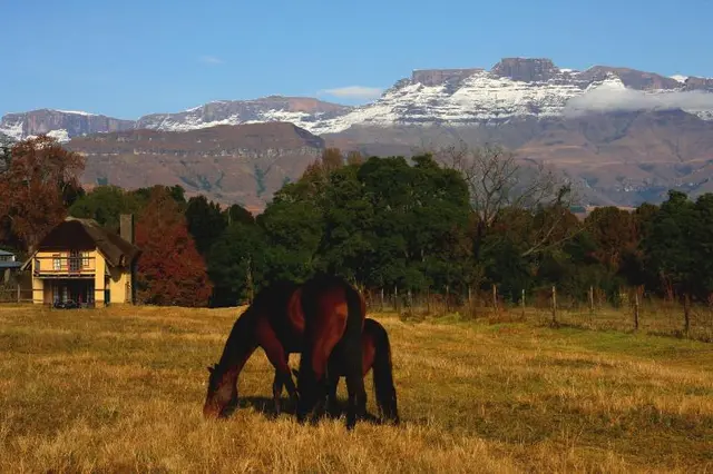 Ardmore Guest Farm