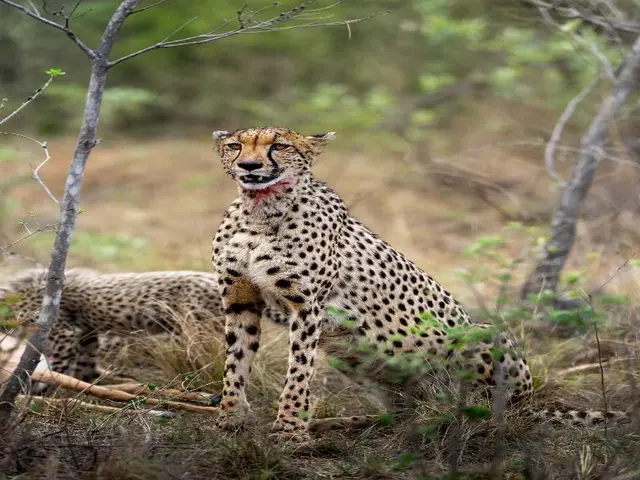 Sediba Luxury Safari Lodge