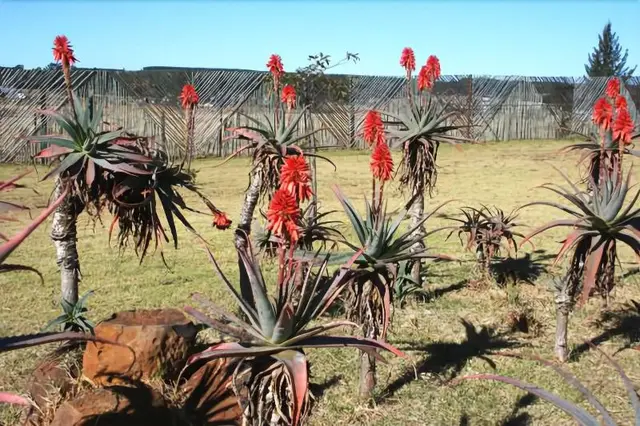 African Flair Country Lodge