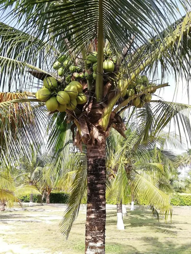Elmina Bay Resort