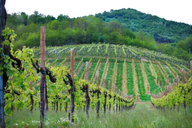 Wine Hotel San Giacomo Activity & Wellness