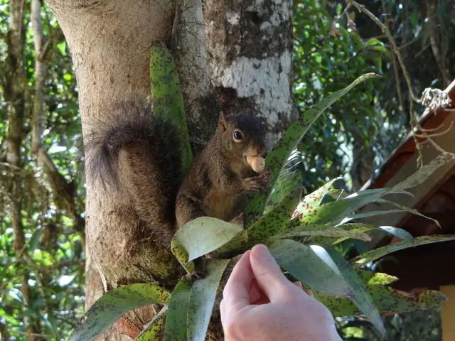 Chalé da Floresta