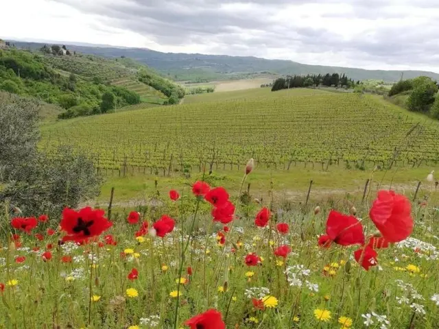 Agriturismo Crocino in Chianti