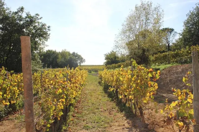 Buonamico Wine Resort