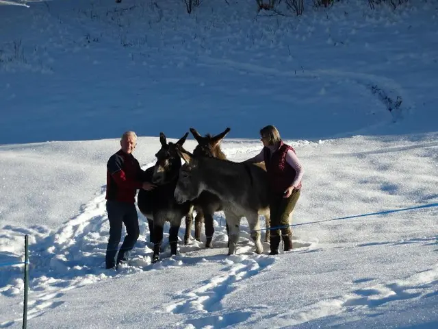 Le Bois des Louison