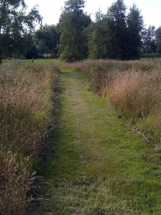 Buntes Moor