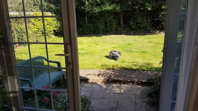 The Summer Room