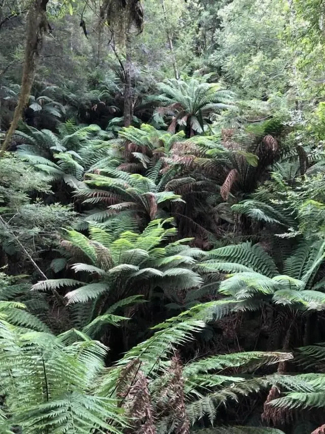 Corinna Wilderness Village